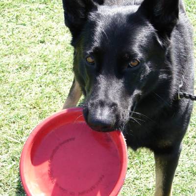 DOG TRAINER